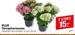 Coop PLUS Terrashortensia aanbieding