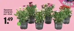 GAMMA Spaanse margriet per stuk aanbieding