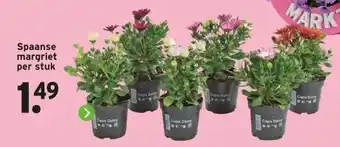 GAMMA Spaanse margriet per stuk aanbieding