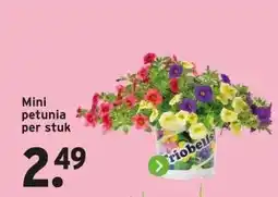 GAMMA Mini petunia per stuk aanbieding