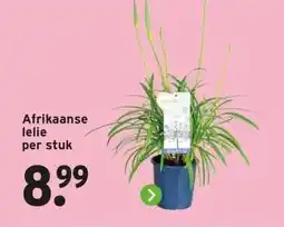 GAMMA Afrikaanse lelie per stuk aanbieding