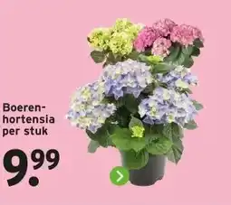 GAMMA Boeren- hortensia per stuk aanbieding