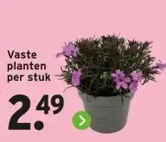 GAMMA Vaste planten per stuk aanbieding