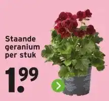 GAMMA Staande geranium per stuk aanbieding