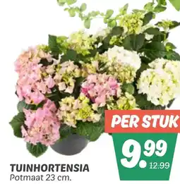 Dekamarkt Tuinhortensia aanbieding