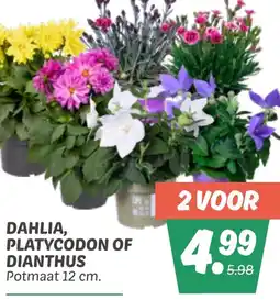 Dekamarkt Dahlia, platycodon of dianthus aanbieding