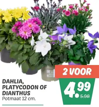 Dekamarkt Dahlia, platycodon of dianthus aanbieding