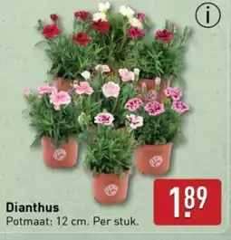 ALDI Dianthus aanbieding