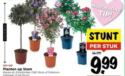 Vomar Voordeelmarkt Planten op Stam aanbieding