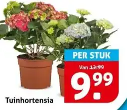Hoogvliet Tuinhortensia aanbieding