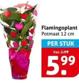 Hoogvliet Flamingoplant aanbieding