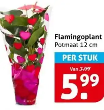 Hoogvliet Flamingoplant aanbieding