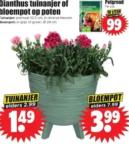 Dirk Dianthus tuinanjer of bloempot op poten aanbieding