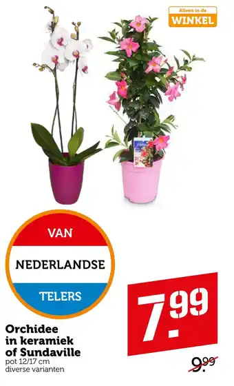 Coop Orchidee in keramiek of sundaville aanbieding