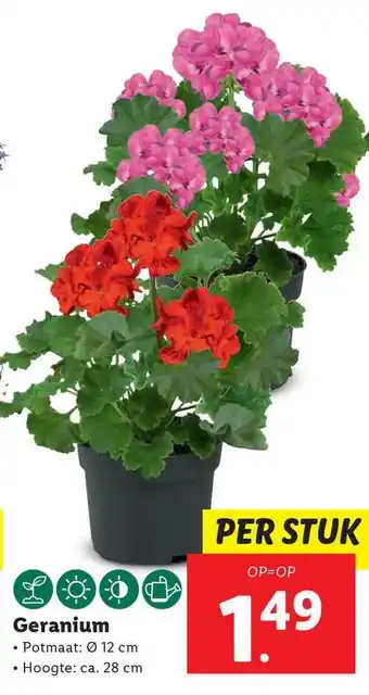 Lidl Geranium aanbieding