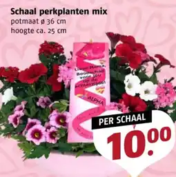 Poiesz Schaal perkplanten mix aanbieding