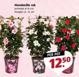 Poiesz Mandeville rek aanbieding