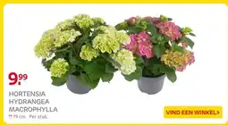 Praxis HORTENSIA HYDRANGEA MACROPHYLLA aanbieding