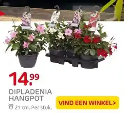 Praxis DIPLADENIA HANGPOT aanbieding