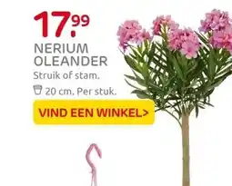Praxis NERIUM OLEANDER aanbieding