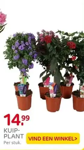 Praxis KUIP- PLANT aanbieding