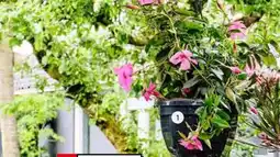 Intratuin 1. Mandevilla (Dipladenia 'Sundaville') in hangpot. aanbieding