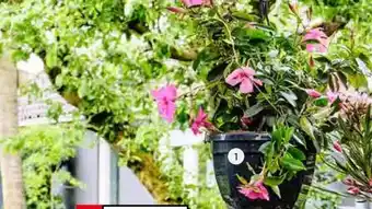 Intratuin 1. Mandevilla (Dipladenia 'Sundaville') in hangpot. aanbieding
