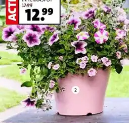 Intratuin ZOMERBLOEIERS aanbieding
