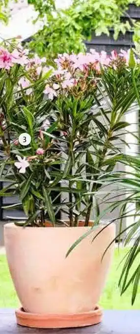 Intratuin 3. Oleander (Nerium oleander). Diverse kleuren, hoogte 50 cm potmaat 18 cm, exclusief pot. aanbieding