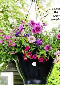 Intratuin Hangpot Royal Top. Diverse kleuren, hoogte 40 cm 35 cm, inclusief planten. aanbieding