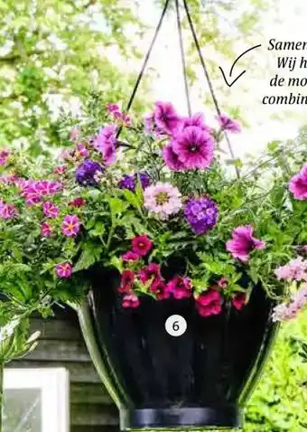 Intratuin Hangpot Royal Top. Diverse kleuren, hoogte 40 cm 35 cm, inclusief planten. aanbieding