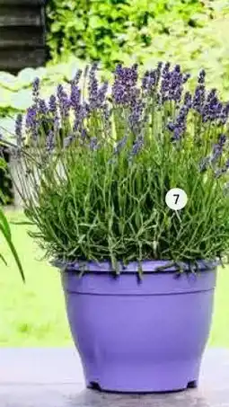 Intratuin Lavendel (Lavandula ang. 'Essence Purple'). Hoogte 45 cm potmaat 26 cm. aanbieding
