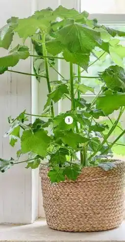 Intratuin 1. Kamerlinde (Sparmannia africana). Hoogte 50 cm potmaat 17 cm, exclusief mand. aanbieding