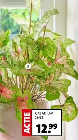 Intratuin Caladium. Hoogte 40 cm potmaat 17 cm, exclusief pot. aanbieding
