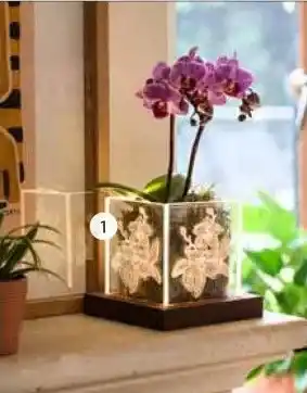 Intratuin 1. Arrangement Phalaenopsis in pot. aanbieding