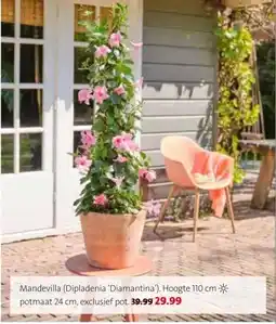 Intratuin Mandevilla (Dipladenia 'Diamantina'). aanbieding