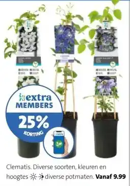 Intratuin Clematis. Diverse soorten, kleuren en hoogtes diverse potmaten. aanbieding