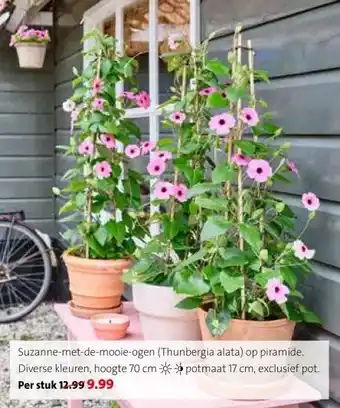 Intratuin Suzanne-met-de-mooie-ogen (Thunbergia alata) op piramide. Diverse kleuren, hoogte 70 cm aanbieding