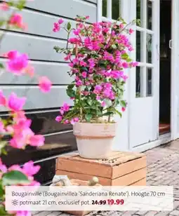 Intratuin Bougainville (Bougainvillea 'Sanderiana Renate'). aanbieding