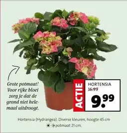 Intratuin HORTENSIA aanbieding