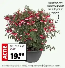 Intratuin BELLENPLANT aanbieding