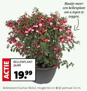 Intratuin BELLENPLANT aanbieding