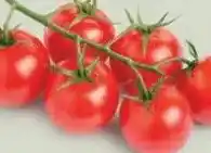 Ekoplaza CHERRY TROS- TOMATEN aanbieding