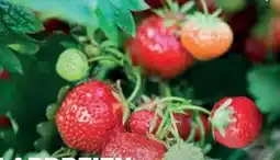 Ekoplaza AARDBEIEN aanbieding