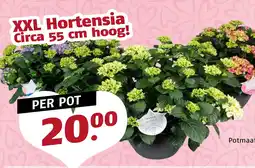 Poiesz XXL Hortensia Circa 55 cm hoog! aanbieding