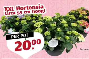 Poiesz XXL Hortensia Circa 55 cm hoog! aanbieding