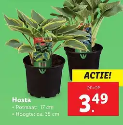 Lidl Hosta aanbieding