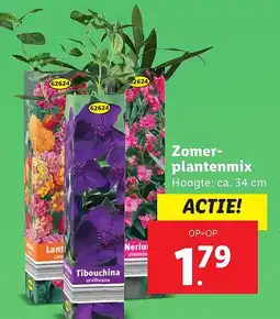 Lidl Zomer plantenmix aanbieding