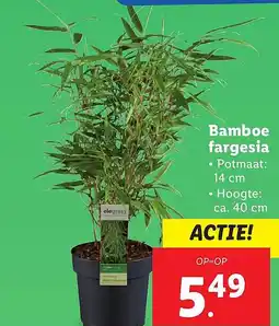Lidl Bamboe fargesia aanbieding