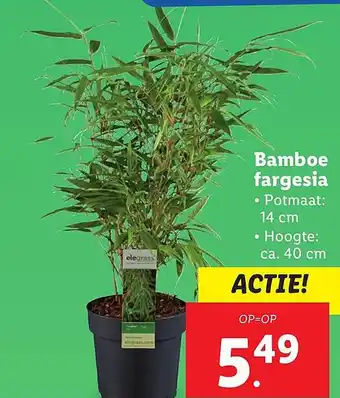Lidl Bamboe fargesia aanbieding